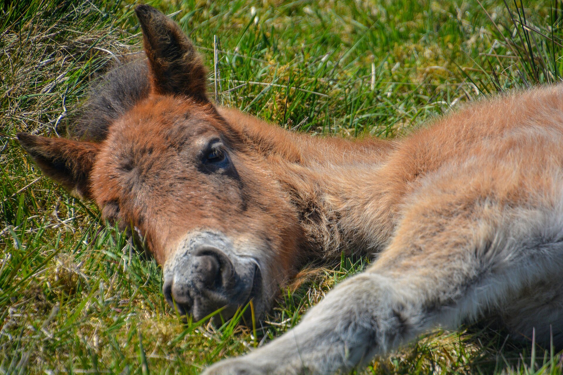 An Exmoor pony foal asleep in the grass near Dulverton
