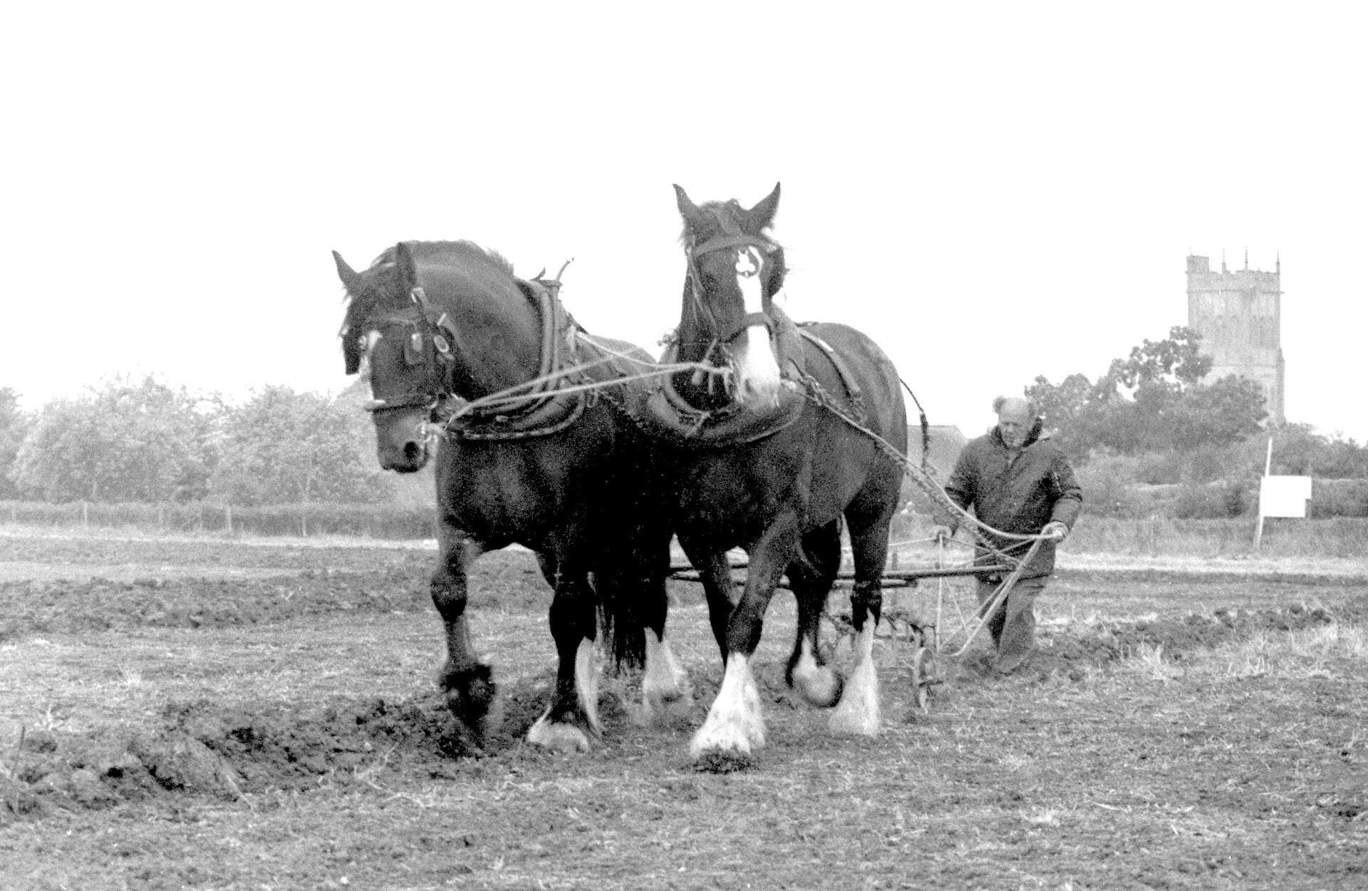 A pair of heavy horses pulling a plough near Long Sutton in 1989, with the church tower behind