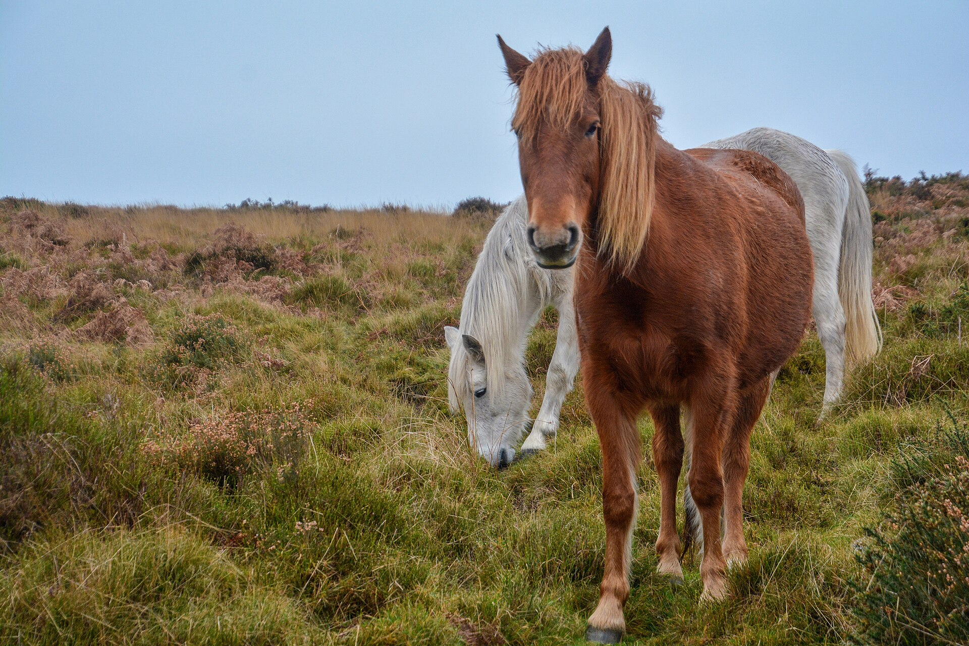 A chestnut pony and a grey pony among the heather on the Quantock Hills